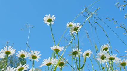 Spider hides under wildly chamomile petals on a bright sunny summer day against a blue sky. European meadows in sunlight. Low angle view.
