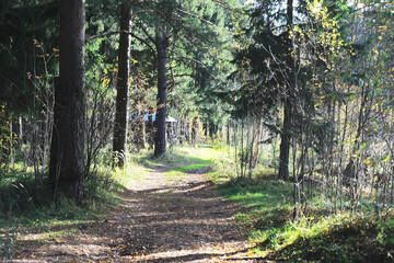 city park without people on an autumn day, bright rays of the sun shine through the crowns of maple trees