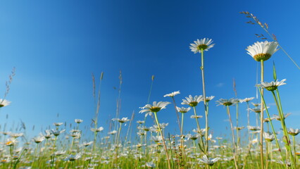 Chamomile flower is lightly swayed in the wind. Warm day light illuminates the petals. Low angle view.