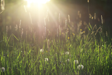 Obraz premium Summer lawn against the backdrop of sunset.