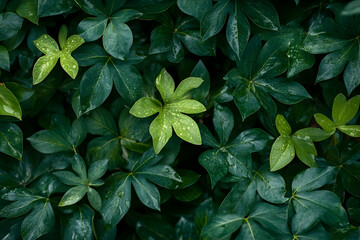 Lush Green Leaf Illustration, Nature Background
