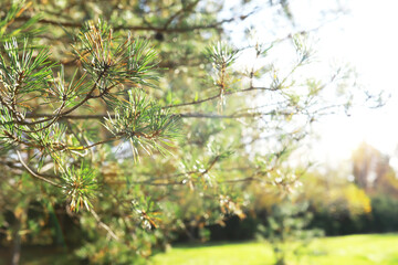 city park without people on an autumn day, bright rays of the sun shine through the crowns of maple...
