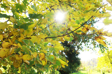 city park without people on an autumn day, bright rays of the sun shine through the crowns of maple trees