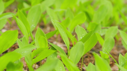Young spring sprouting lilies of the valley. Theme of ecology. Poisonous flowering plant. Close up.