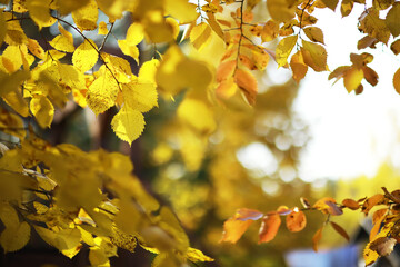 city park without people on an autumn day, bright rays of the sun shine through the crowns of maple...