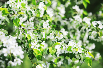 Spring bloom. The first flowers against the background of green spring.