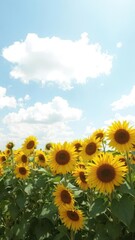 Obraz premium Vibrant sunflower field under a bright blue sky with fluffy white clouds, beauty