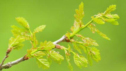 Young spring oak leaves in the sun rays. Fresh spring leaves of a young oak. Close up.