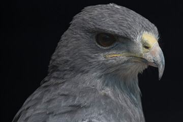 A Chilean Blue Eagle. Also known as the Black-Chested Buzzard-Eagle, the Chilean Blue Eagle is a...