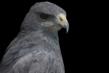 A Chilean Blue Eagle. Also known as the Black-Chested Buzzard-Eagle, the Chilean Blue Eagle is a South American bird of prey from the Buteo genus.