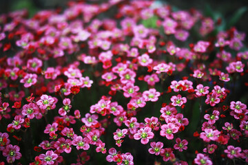 Obraz premium Spring bloom. The first flowers against the background of green spring.