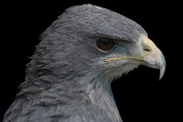 A Chilean Blue Eagle. Also known as the Black-Chested Buzzard-Eagle, the Chilean Blue Eagle is a...