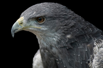 A Chilean Blue Eagle. Also known as the Black-Chested Buzzard-Eagle, the Chilean Blue Eagle is a...