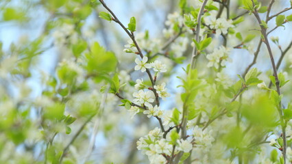 Cherry tree blooming with white flowers in spring. Nice white cherry spring flowers branch on tree nature awakening. Slow motion.