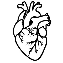 Anatomical Heart Diagram, illustration