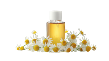 A clear glass bottle of herbal oil surrounded by fresh chamomile flowers on a white background, capturing natural beauty and wellness on transparent background