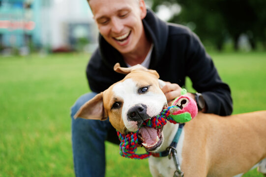 Close-up of a dog holding a toy in its mouth, with a smiling owner in the background. Love of a man to a dog. American bulldog.