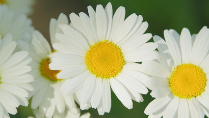 Obraz premium White daisy flower sways in the wind. Pharmaceutical camomile. Environmental conservation. Close up.