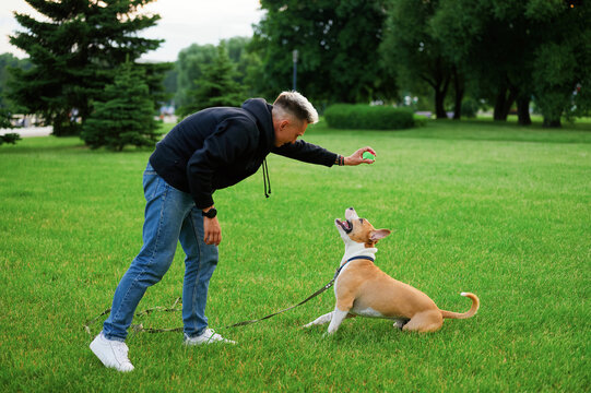 Dog in the park on a leash playing ball with the owner. The man holds the ball over the dog's face, training restraint. The dog waiting for the owner to throw the ball.