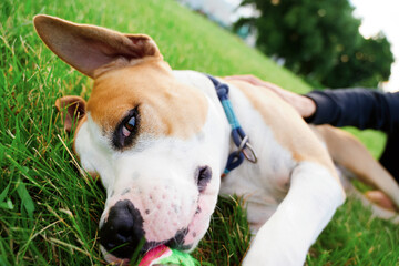 Dog with a ball in its mouth is lying on green grass, a human hand can be seen in the frame...