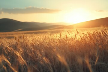 Obraz premium A field of golden wheat swaying in the breeze, with the sun setting behind distant hills.