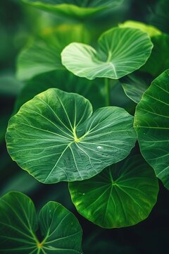 Lush green leaves with prominent veins capture soft sunlight, depicting a serene moment in a vibrant garden. The foliage showcases an abundance of life in a peaceful environment