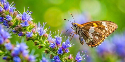 Obraz premium A Little Glassywing Butterfly in Raleigh, North Carolina Gathering Nectar from Delicate Pickerweed Blooms in a Serene Minimalist Setting