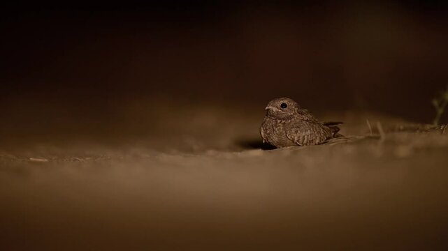 A captivating close-up of a Savanna nightjar blends seamlessly into the sandy environment.