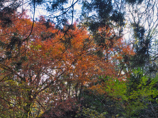 梅ヶ瀬渓谷の晩秋