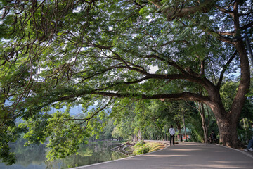 A path shaded by a huge Raintree (Samanea saman)