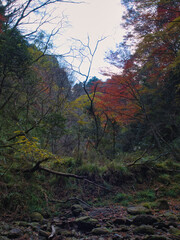 梅ヶ瀬渓谷の晩秋