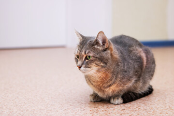 Naklejka premium A gray cat is sitting on the floor and curiously gazing at the camera