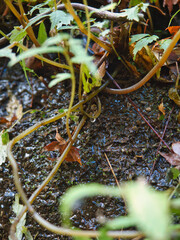 梅ヶ瀬渓谷の晩秋