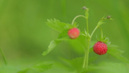 European wood wild strawberry. Wild woodland strawberry with ripe red fruits in a forest. Close up.