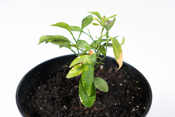 Yellow leaves of a young orange tree. Difficulties in growing an orange tree, gardening.