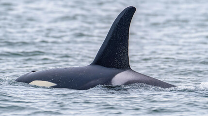 Fototapeta premium Orca Whale Swimming in the Pacific Ocean, Capturing the Majestic Black-and-White Predator in Its Natural Marine Habitat