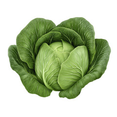 Obraz premium Fresh Green Cabbage, Vegan Food, Vegetable | Vibrant Greens: The im...