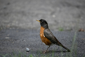 The American robin (Turdus migratorius).