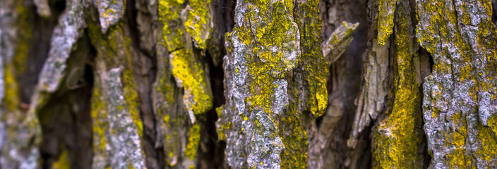 tree trunk close up, tree wood as background