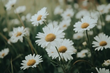 Fototapeta premium Chamomile Bliss