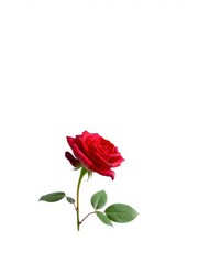 Fototapeta premium Vibrant red rose flower isolated on a clean white background, red