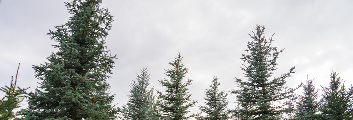 Green fir trees in the garden