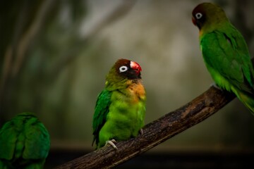 The Black-Cheeked Lovebird (Agapornis nigrigenis).