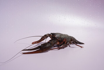Crayfish on pink background. Crawdads, are crustaceans that live in freshwater environments throughout world.