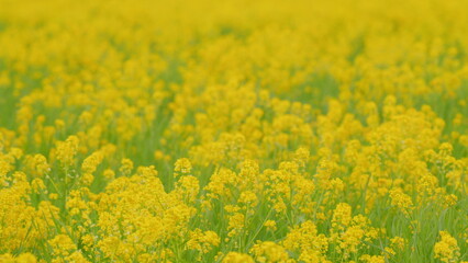 Obraz premium Blooming canola flowers. Rapeseed flowering. Bright yellow rapeseed oil flower. Close up.