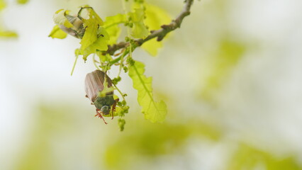 Chafer sitting on a branch. Beetles destroy the young green leaves. Macro view.