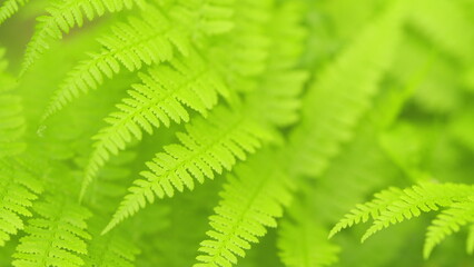 Green fern branch in a beautiful summer sunny forest. Spore plants in the forest, sunny day. Close up.