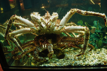 Two large lobsters in an aquarium, lobsters in a restaurant aquarium