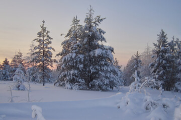 Snow-covered coniferous fir trees against a dawn sky and snowdrifts beneath them, wild northern nature, beautiful winter landscape, soft focus.