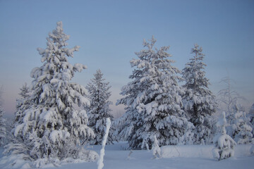 Snow-covered coniferous fir trees with a thick layer of snow and a blue sky, wild northern nature of Finland, beautiful winter forest landscape, soft focus.